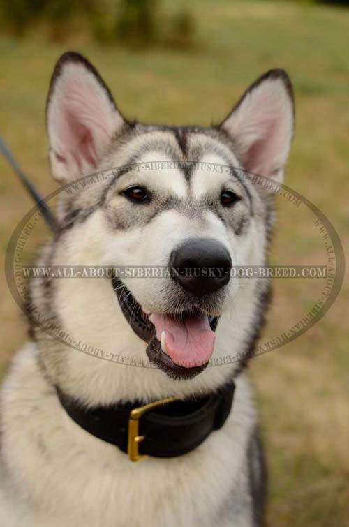 Leather Siberian Husky collar with reliable brass buckle