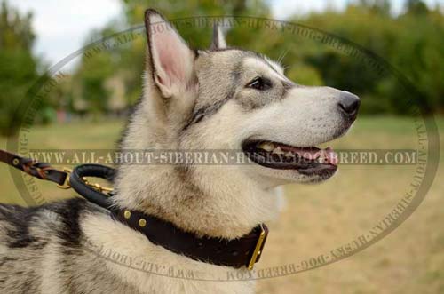 2 ply leather Siberian Husky collar with reliable and strong handle