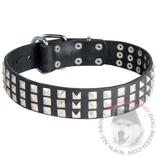 Dog Collar with STuds to Walk Siberian Husky in Fashionable Look