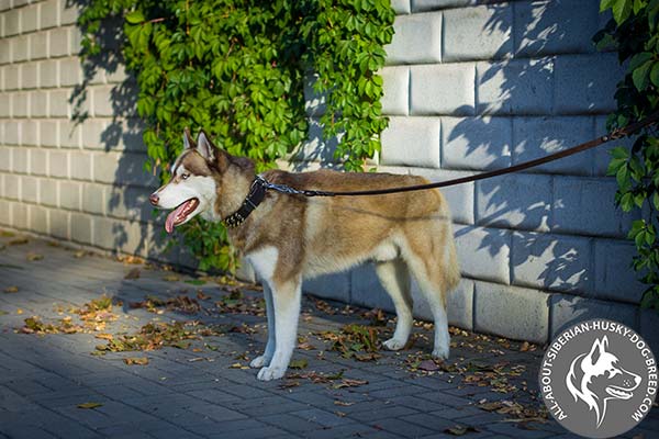 Luxurious Leather Siberian Husky Collar for Safe Handling