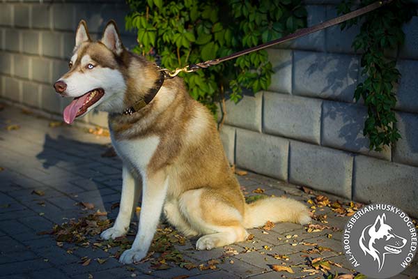 Luxurious Siberian Husky Collar with Massive Brass D-ring