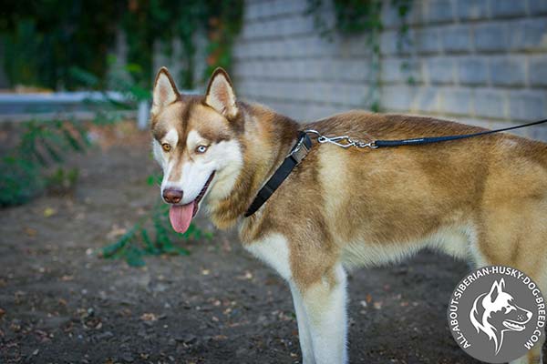 Nylon Siberian Husky Collar for All Weather Walking