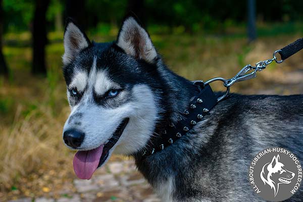 Nylon Siberian Husky Collar with 2 Rows of Decorative Spikes