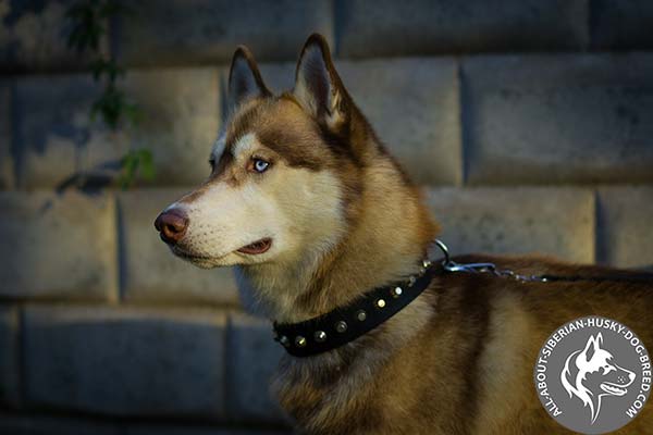 Nylon Siberian Husky Collar with Silver-like Cones