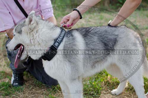 Strong nickel plated D-ring for nylon Siberian Husky collar