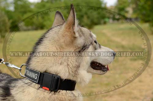 Nylon Siberian Husky collar with easy quick release buckle