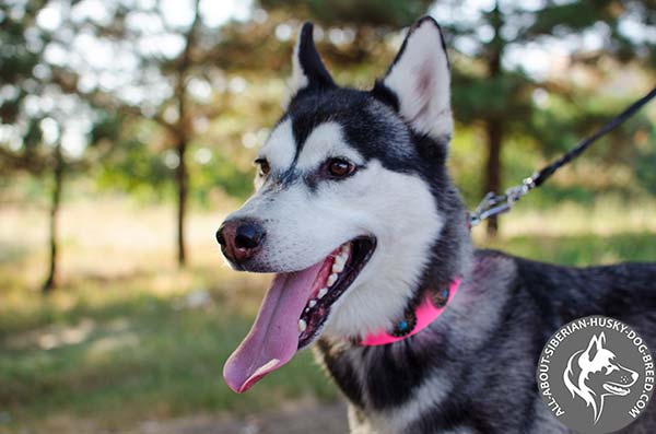 Adjustable Leather Siberian Husky Collar in Pink