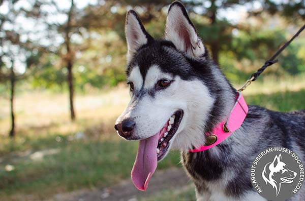 Glamorous Siberian Husky Collar with Time-proof Hardware