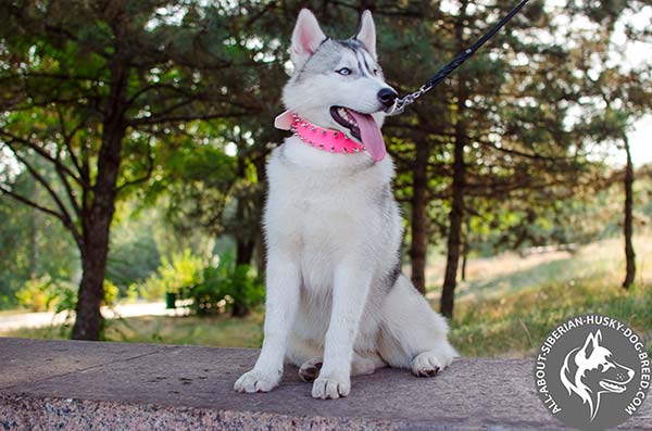 Pink Spiked Leather Siberian Husky Collar for Female Dogs