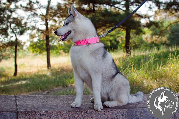 Pink Spiked Leather Collar for Siberian Husky Showy Promenades