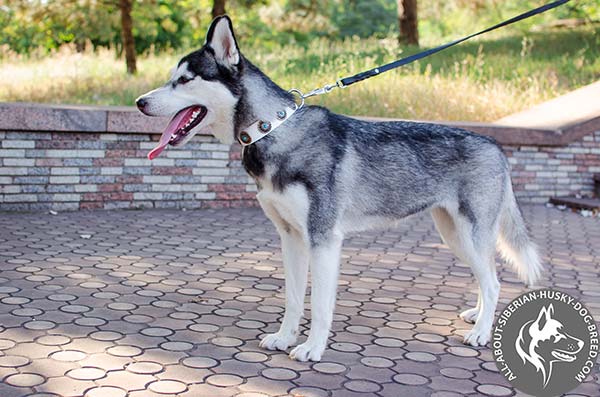 Polished Leather Dog Collar with Easy-to-use Fittings