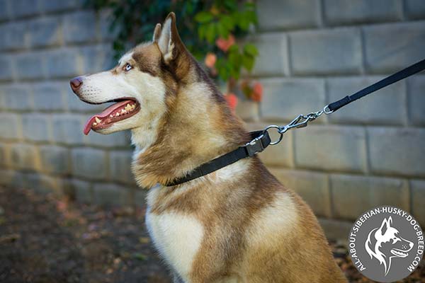 Practical Nylon Dog Collar with Rust-proof Quick Release Buckle