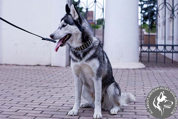 Exceptional Quality Studded Leather Siberian Husky Collar