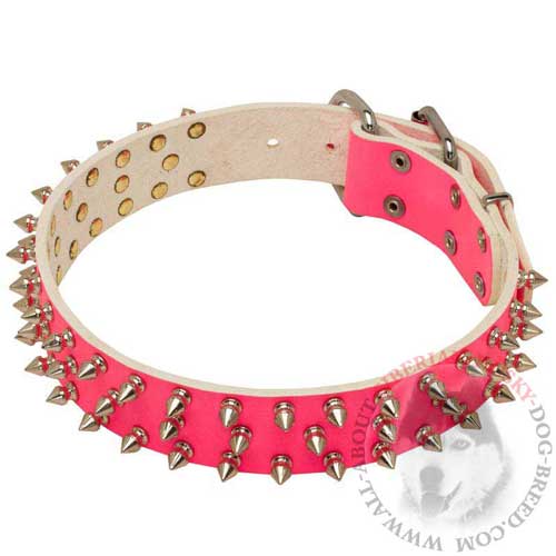 Siberian Husky Walking Collar with Spikes