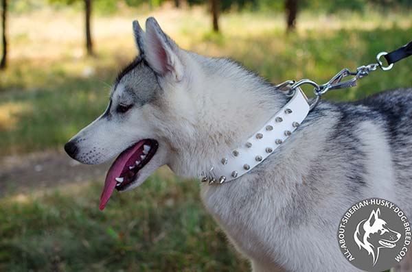 Easy-to-control Leather Siberian Husky Collar for Daily Walks