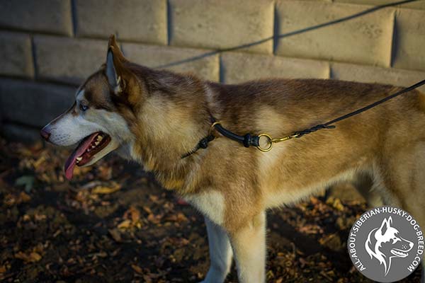  Round Leather Siberian Husky Collar with Decorations