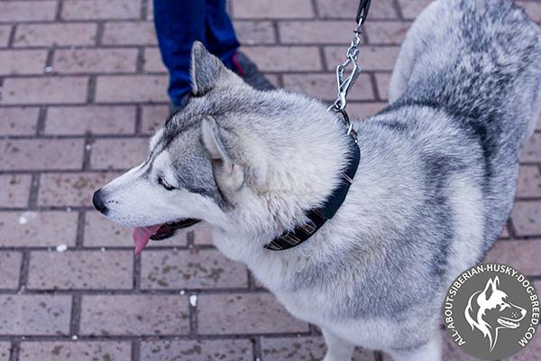 High-quality Siberian Husky Collar with Durable Hardware