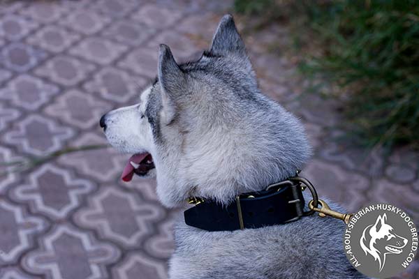 Siberian Husky Collar with Massive Non-corrosive  Hardware