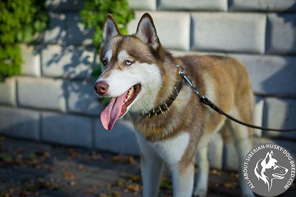 Reliable Genuine Leather Dog Collar with Rust-Free Hardware