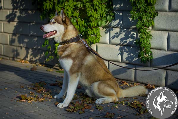 Excellent Quality Studded Leather Dog Collar