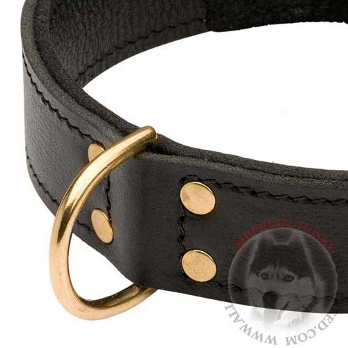 Siberian Husky Dog Collar Leather with Brass D-ring Secured with Rivets