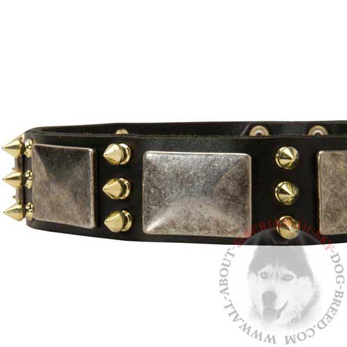 Siberian Husky Leather Collar with Brass Spikes and Nickel Plates