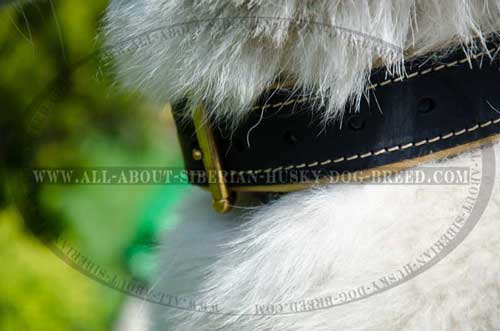 Comfortable leather collar for Siberian Husky