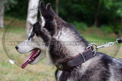 Leather Canine Article for All Activities of Siberian Husky