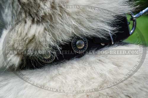 Awesome Leather Siberian Husky Wear