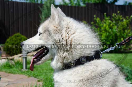 Lovely leather collar