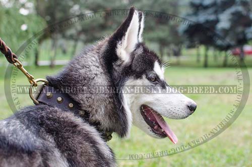 Fully Leather Canine Collar with Pyramids for   Siberian Husky