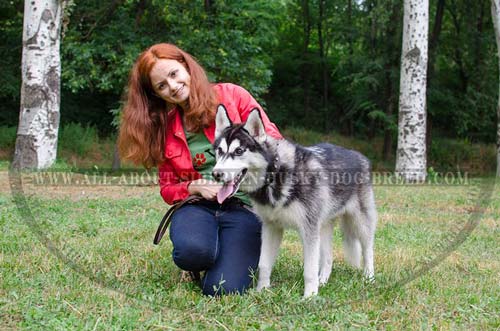 Royal Leather Dog Collar for Stylish   Siberian Husky