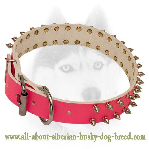 Incredible leather Siberian Husky collar with old nickel  spikes