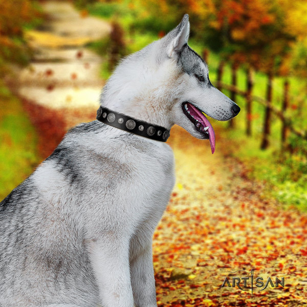 Siberian Husky full grain genuine leather dog collar with adornments for everyday use