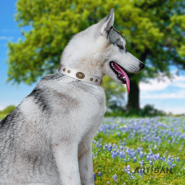 Siberian Husky genuine leather dog collar with studs for comfortable wearing