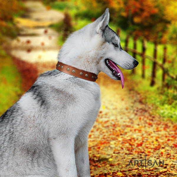 Siberian Husky genuine leather dog collar with adornments for everyday use