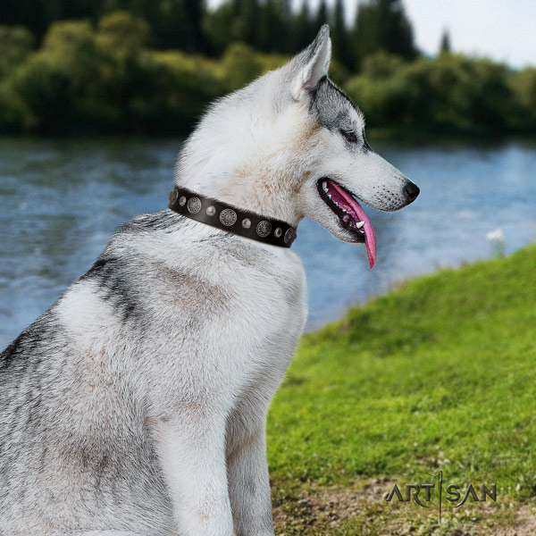 Siberian Husky full grain natural leather dog collar with adornments for stylish walking