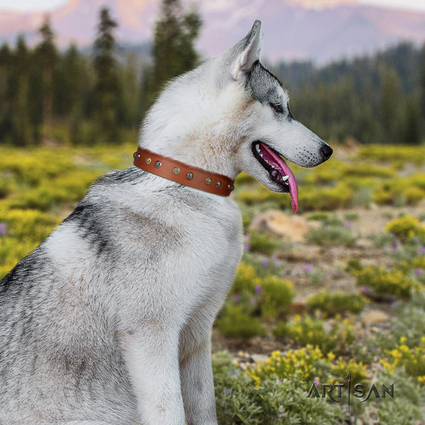 Siberian Husky leather dog collar with embellishments for everyday walking