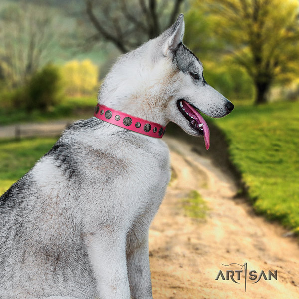 Siberian Husky full grain natural leather dog collar with studs for handy use