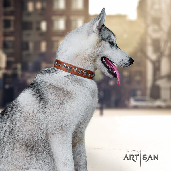 Siberian Husky genuine leather dog collar with studs for stylish walking