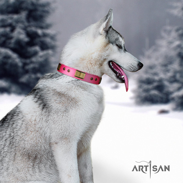 Siberian Husky full grain leather dog collar with studs for daily use