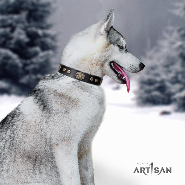 Siberian Husky genuine leather dog collar with studs for fancy walking