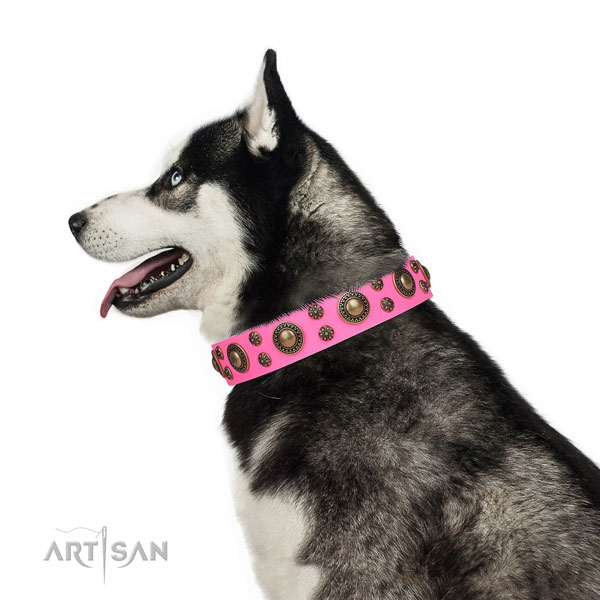 Siberian Husky incredible full grain genuine leather dog collar for fancy walking