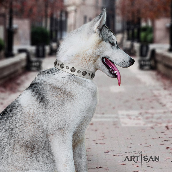 Siberian Husky full grain natural leather dog collar with studs for stylish walking