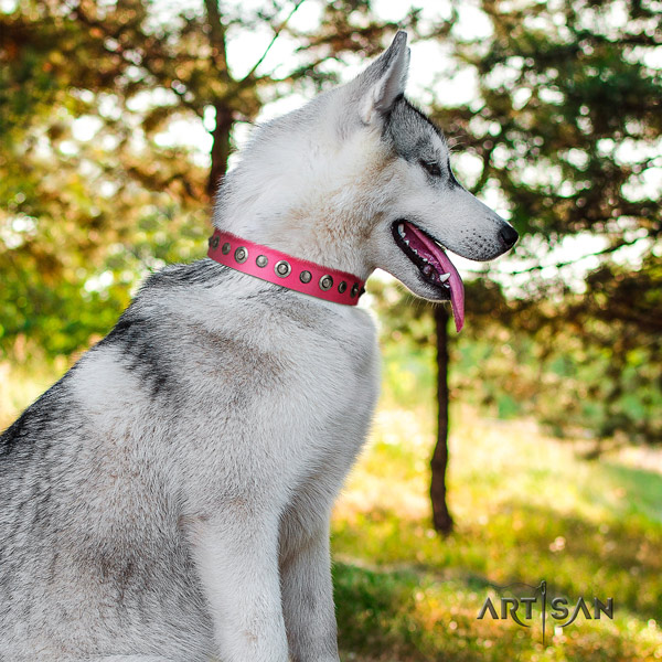 Siberian Husky full grain natural leather dog collar with embellishments for stylish walking