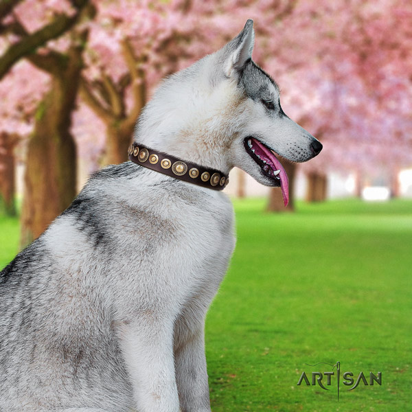 Siberian Husky full grain natural leather dog collar with adornments for handy use