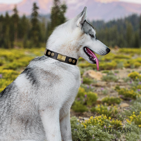 Siberian Husky full grain genuine leather dog collar with studs for everyday walking