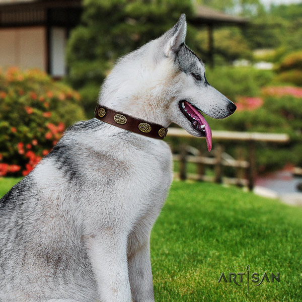 Siberian Husky full grain natural leather dog collar with adornments for walking