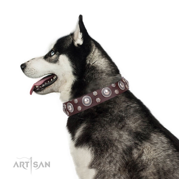 Siberian Husky convenient full grain leather dog collar for basic training