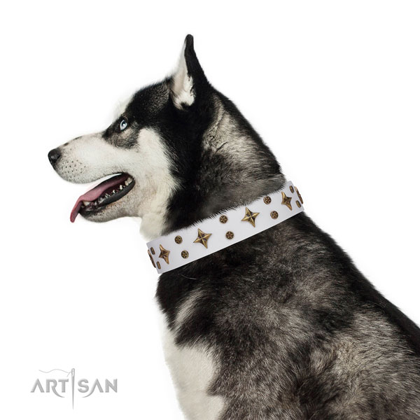 Siberian Husky unusual leather dog collar for fancy walking